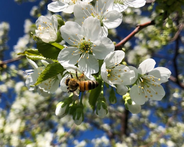 European honey bee on flower