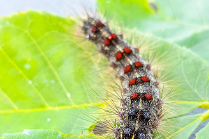 New Name, Familiar Pest: Dealing with Outbreaks of Spongy Moth, Formerly Gypsy Moth - Questions and Answers