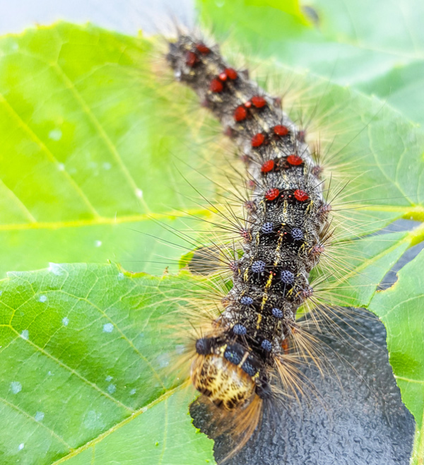 Moth Control: Moth Exterminator & Treatment