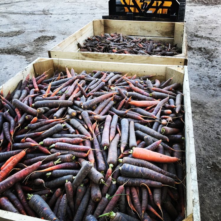Hydro-cooled carrots getting ready for winter storage. Properly handled carrots can last eight months in storage. | Photo by Collin Thompson