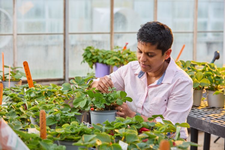 Cholani Weebadde is Michigan State University’s plant breeder for international programs.