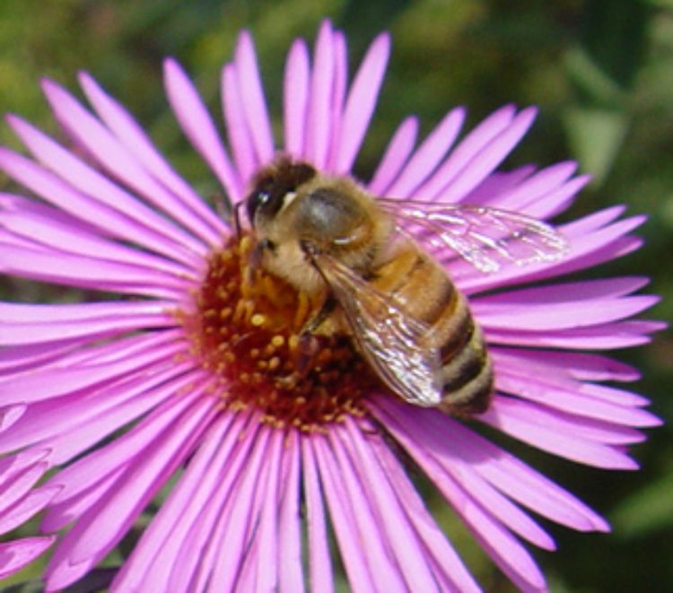 Honey bee. Photo credit: Julianna Wilson, MSU