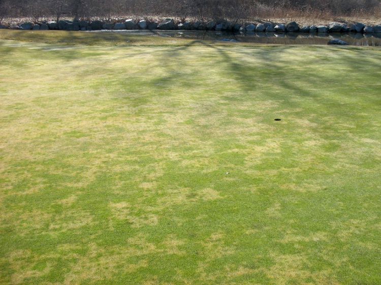 Poa annua on putting green showing stress. Picture taken April 6, 2015. Photo credit: Kevin Frank, MSU