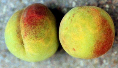  Fruit may develop necrotic lesions. 