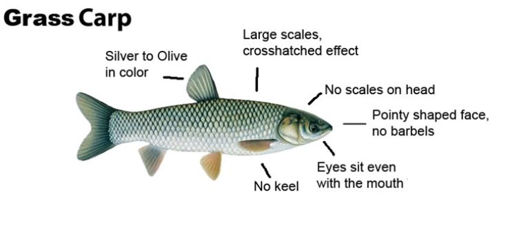 Grass carp are an illegal species to possess in the state of Michigan, except under a Michigan Department of Natural Resources permit for education or research purposes. Photo credit: Tip of the Mitt Watershed Council.