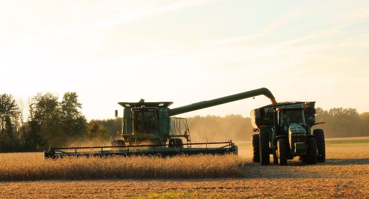 Combine harvesting wheat