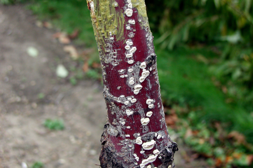 In fall, the fungal fruiting bodies appear on the surface of dead or severely infected limbs or the trunk. 