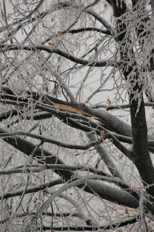 Ice on tree limbs.