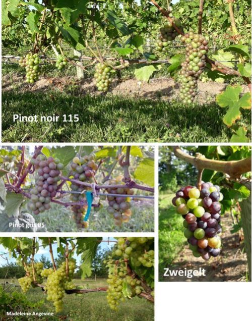 Grape cultivars in veraison