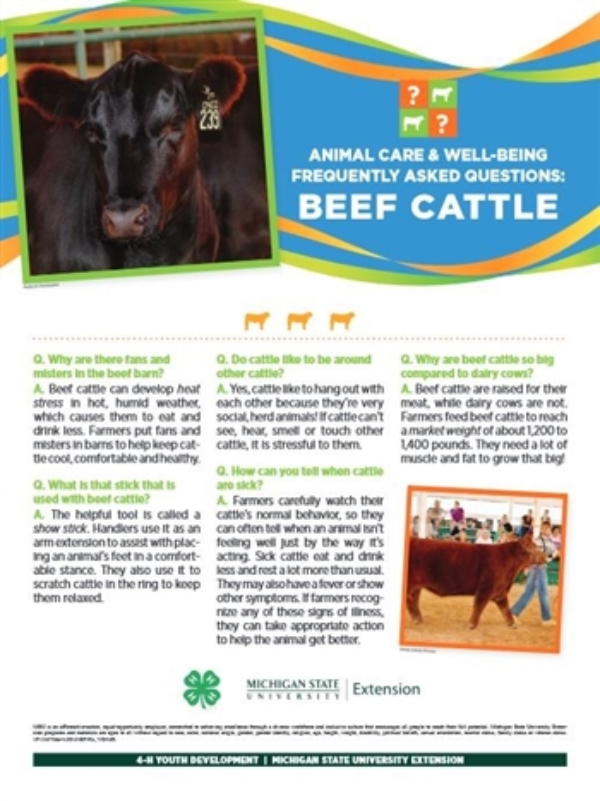 Poster with information on beef cattle.