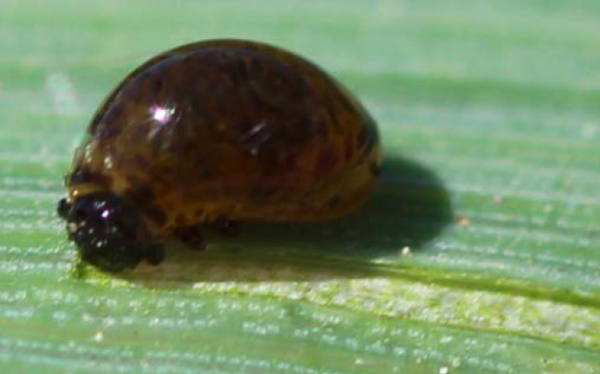 Cereal leaf beetle