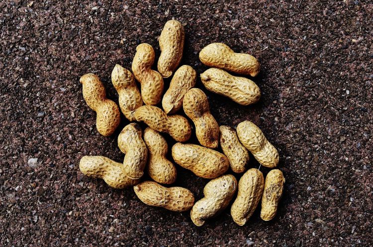 Peanuts are one of the eight most common allergens identified by the U.S. Food and Drug Administration.