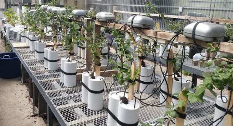 Blueberry transplants in a hydroponic system