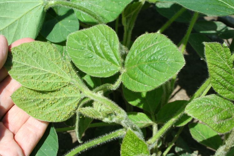 Soybean aphids on leaves