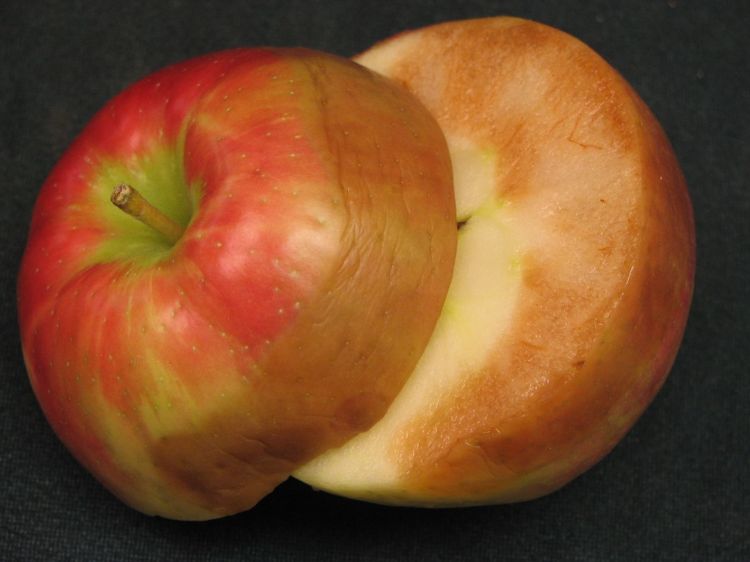 Comprehensive Honeycrisp harvest and storage recommendations - Apples