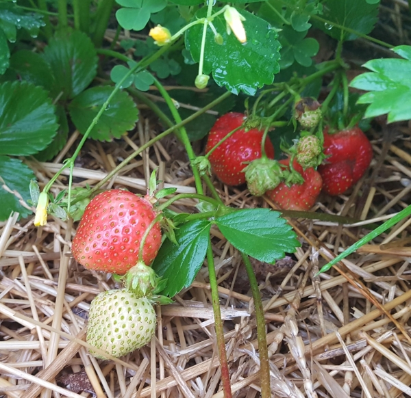 Southwest Michigan Fruit Update June 11 2019 Fruit Nuts