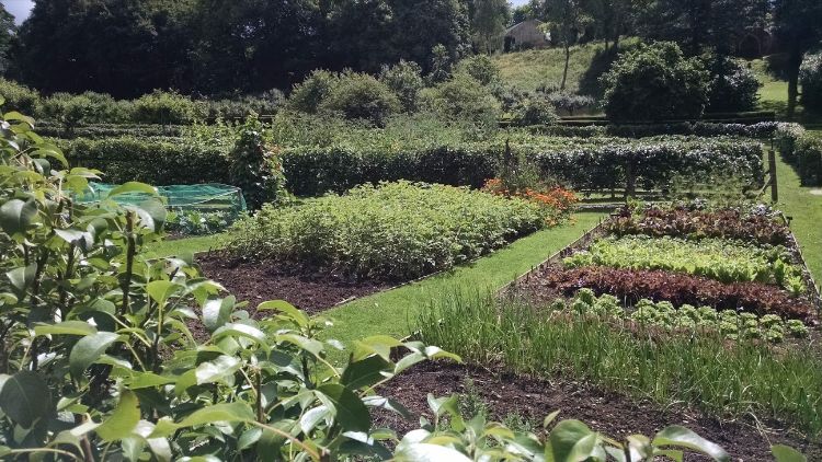 Vegetable garden