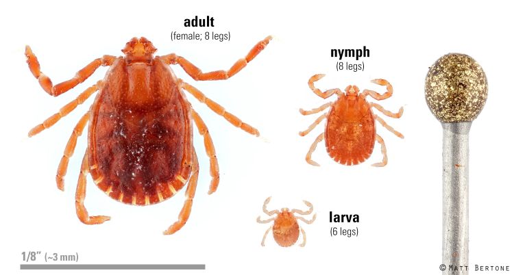 images of a rust colored tick in various stages of development