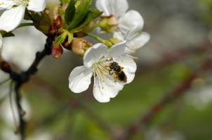 Bee on a cherry blossom.