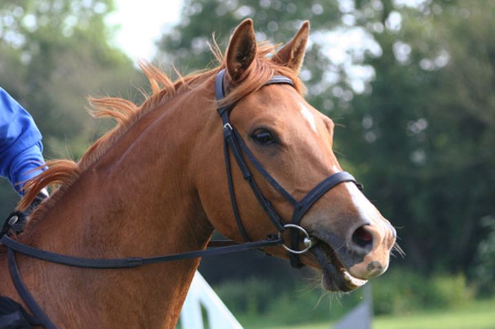 Understanding Bits Bridles Msu Extension