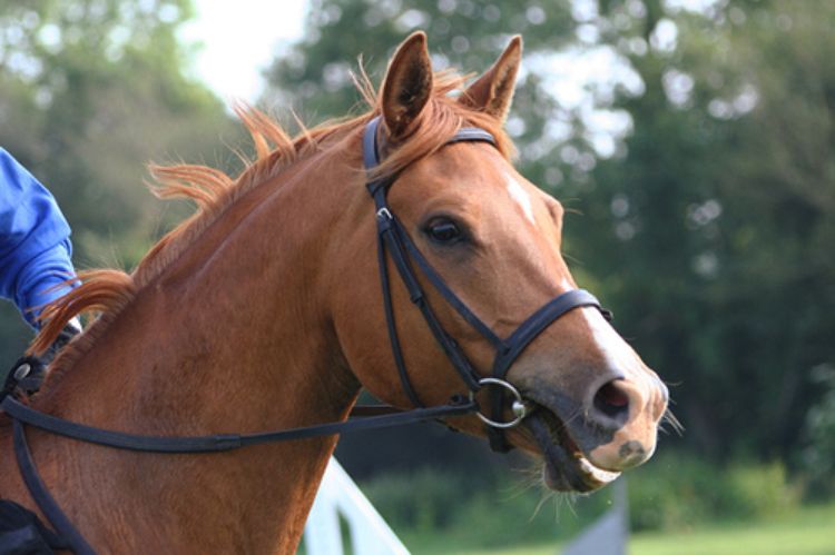 Equine enthusiasts have many options for bits. | MSU Extension