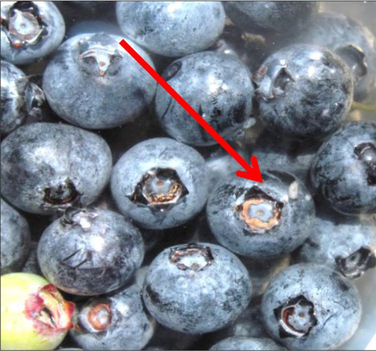 Spotted wing Drosophila in blueberries. Photo: Carlos Garcia-Salazar, MSUE