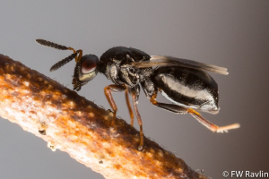 Combating the blueberry stem gall wasp