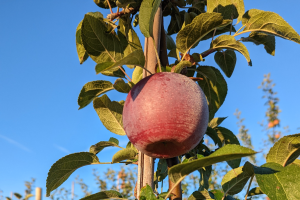 Grand Rapids area apple maturity report – October 5, 2022