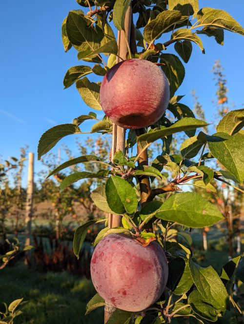 Apples covered in a light frost hanging from a tree.