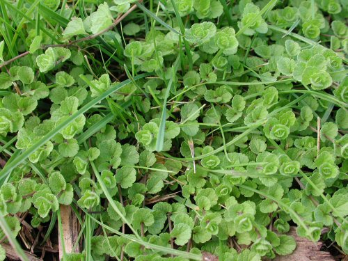  Corn Speedwell1.jpg 