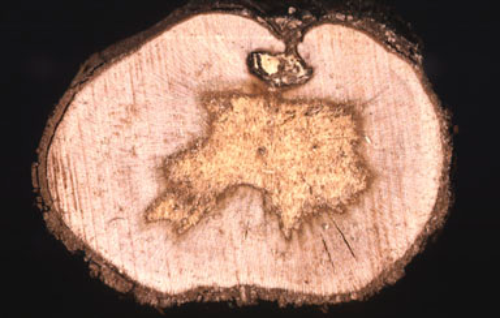 Cross-sections of wood may show a white rot. 