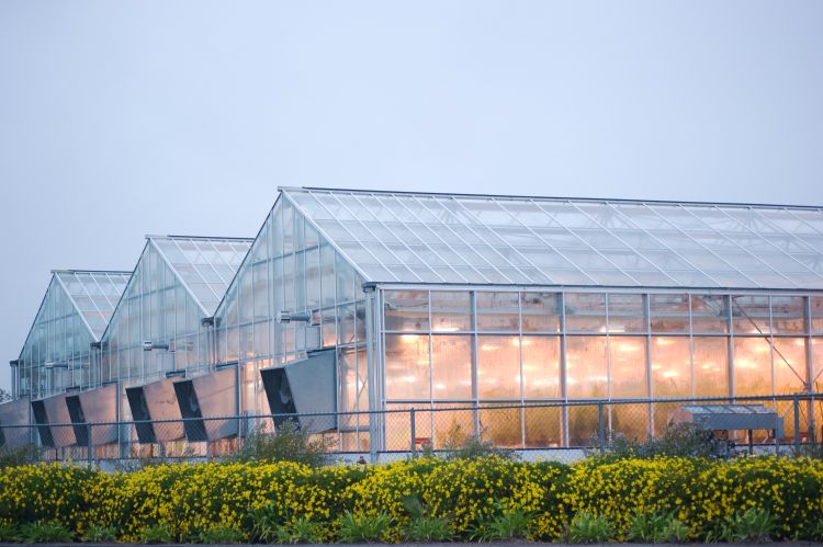 Greenhouses with their interior lighting are popular.