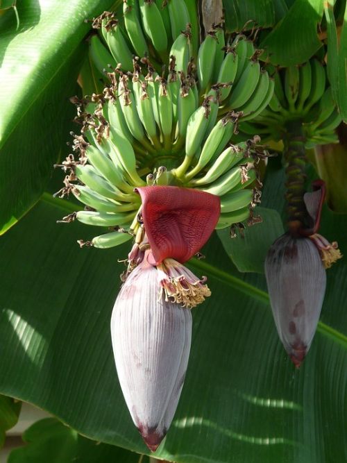 Banana flower with baby bananas. Image by Pixabay.