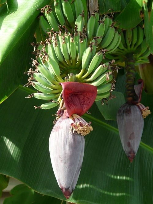 How Banana Leaf Is Used For Cooking Around The World