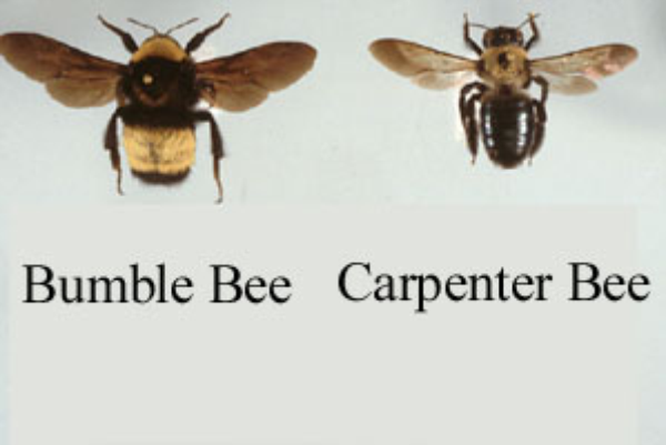 What are 2025 carpenter bees