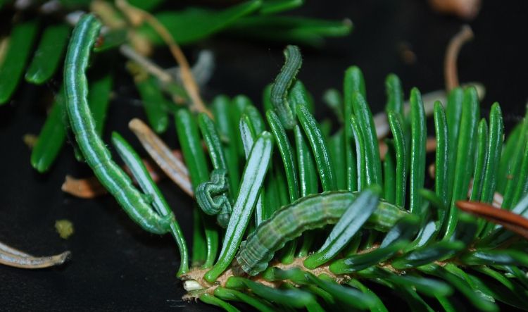 Various sizes of spruce fir loopers can blend in with foliage. All photos by Jill O'Donnell, MSU Extension.