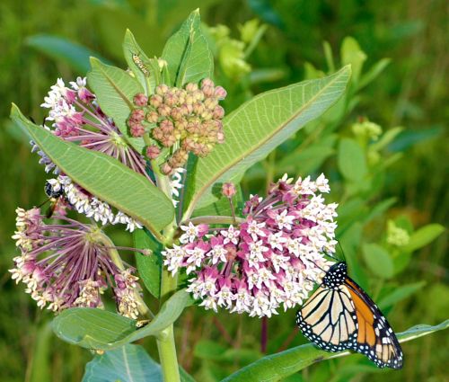 Common milkweed. Photo by Duke Elsner, MSU Extension.