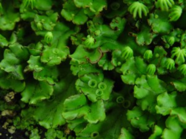 liverwort