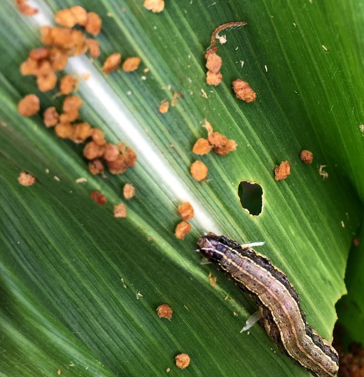 Photo 1. Fall armyworm can be identified by a distinctive, Y-shaped pattern on its head. It is also a messy eater; frass is often a cue to its presence. Photo: Marissa Schuh, MSU Extension.