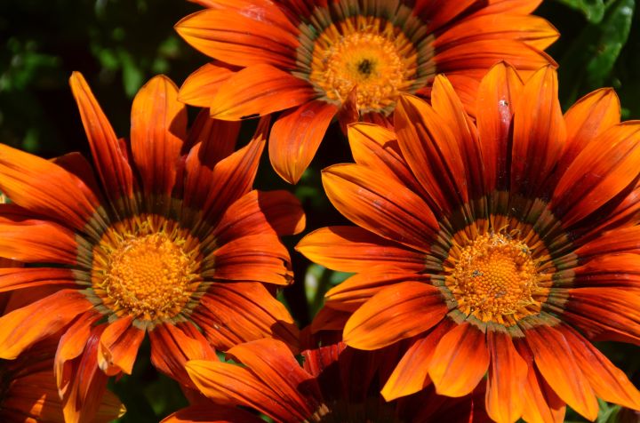 Plan Now For A Beautiful Flower Cutting Garden Msu Extension