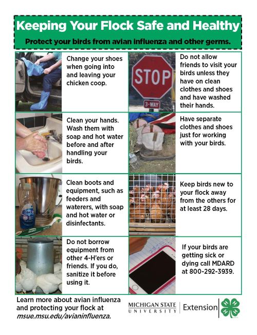 Poultry producers can reduce the risk of avian influenza by implementing biosecurity tips such as these. Photo credit: ANR Communications | MSU Extension