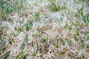 Winter Damage To Lawns Molds Moles And Voles Msu Extension