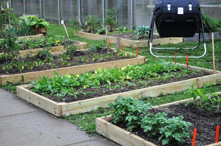 Gardening can reduce stress and mental clarity while also helping to prevent everything from coronary disease to colon cancer. Photo credit: Michelle Lavra l MSU Extension