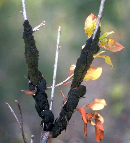 Black knot canker on branches of chokecherry. Photo credit: Colorado State University