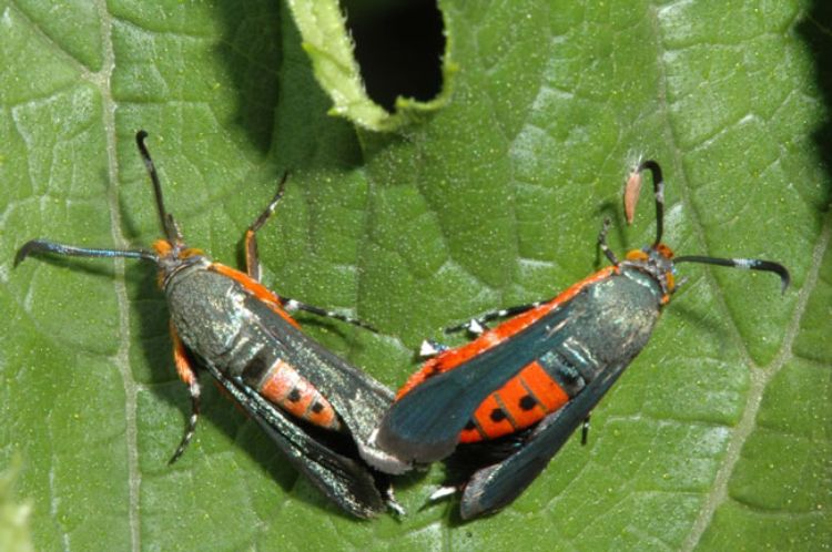 Photo 1. Squash vine borer adult male (left) and female (right). Photo credit: Jeff Hahn, University of Minnesota Extension 