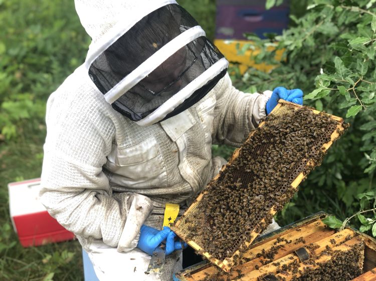 A beekeeper inspects a frame from an open honey bee hive.