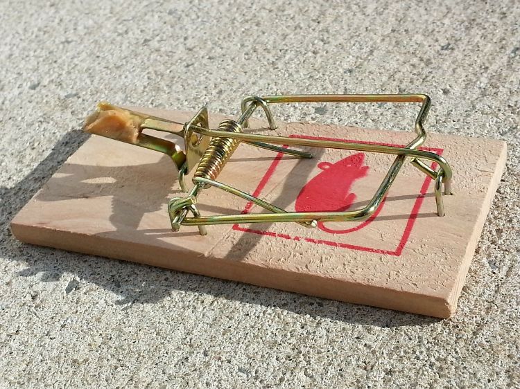 Peanut butter deals mouse trap