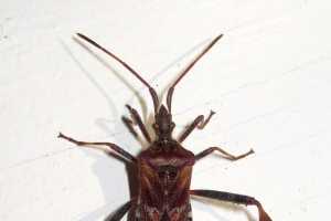 Western Conifer Seed Bug Or Brown Marmorated Stink Bug Msu