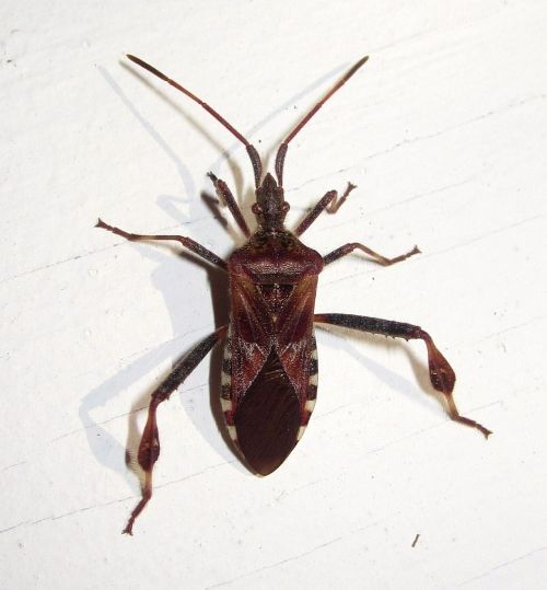 Western conifer seed bug. Photo credit: Kurt Andreas