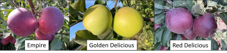 Idared, Rome, Golden Delicious, Red Delicious and Empire apples